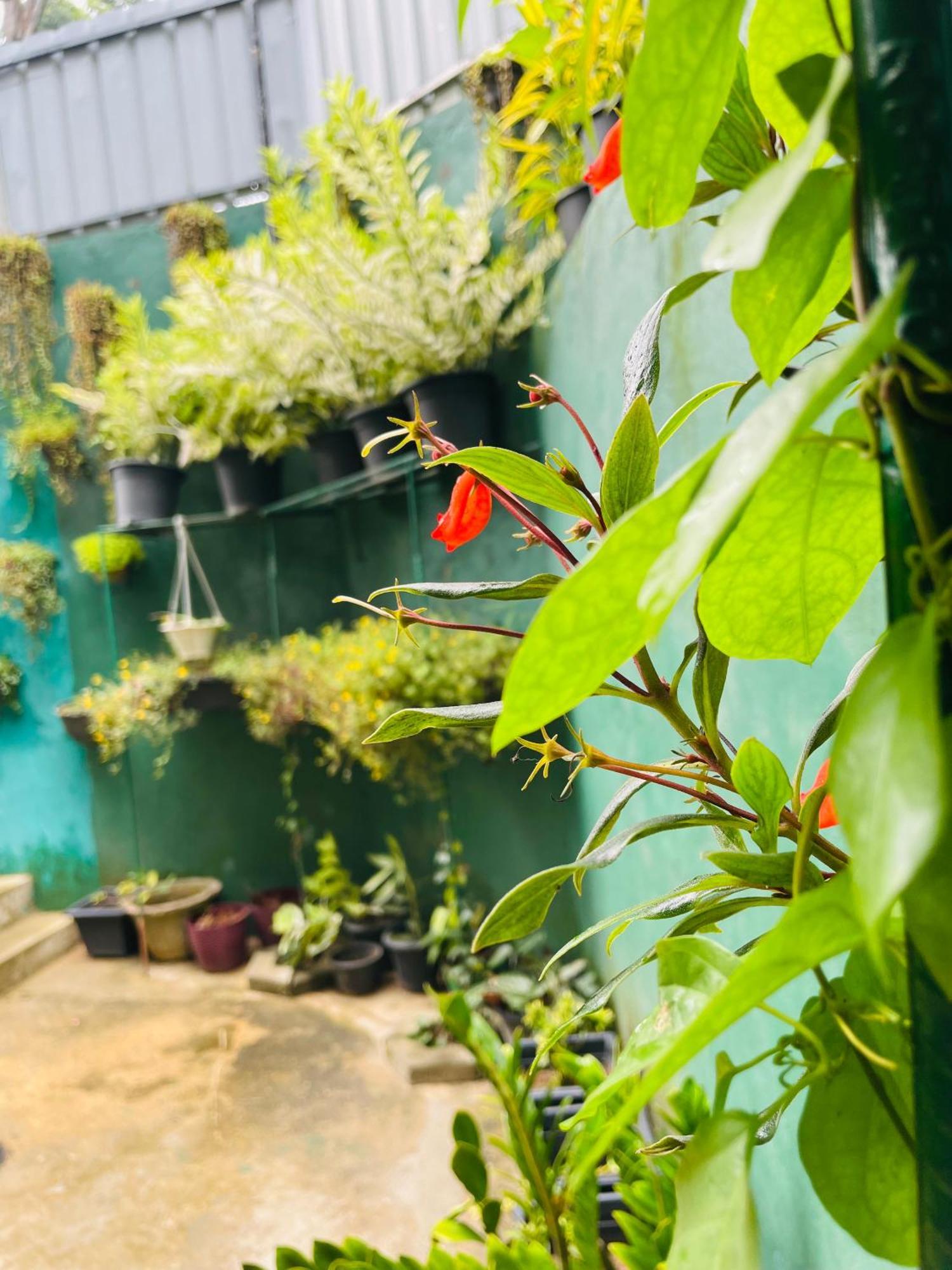 Little Paradise Homestay Ella Exterior foto
